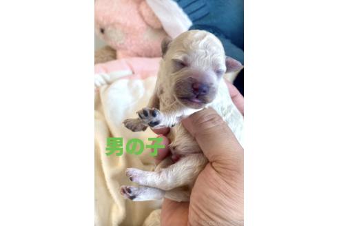 販売中の東京都のミックス犬-396052の6枚目