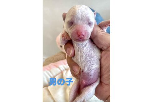 販売中の東京都のミックス犬-396052の5枚目