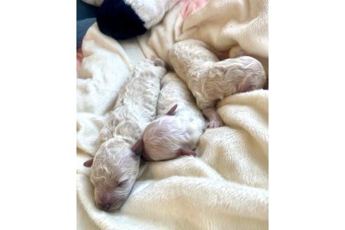 販売中の東京都のミックス犬-396052の1枚目