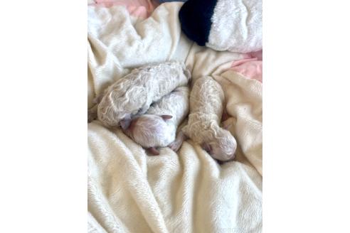 販売中の東京都のミックス犬-396052の4枚目
