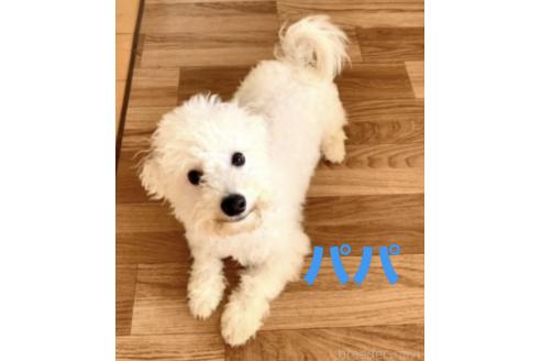 販売中の東京都のミックス犬-396052の3枚目