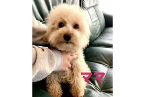 販売中の東京都のミックス犬-396052の2枚目