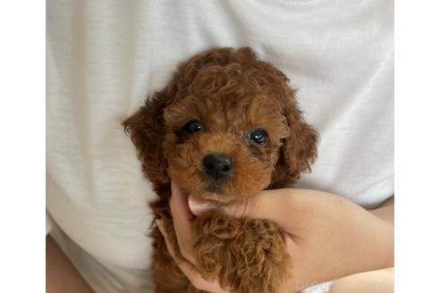 販売中の長崎県のタイニープードル-396054の3枚目