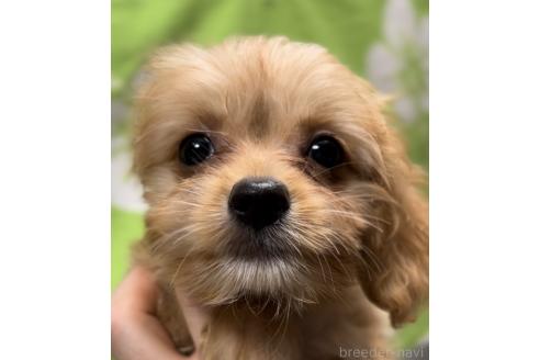 成約済の埼玉県のミックス犬-386383の4枚目
