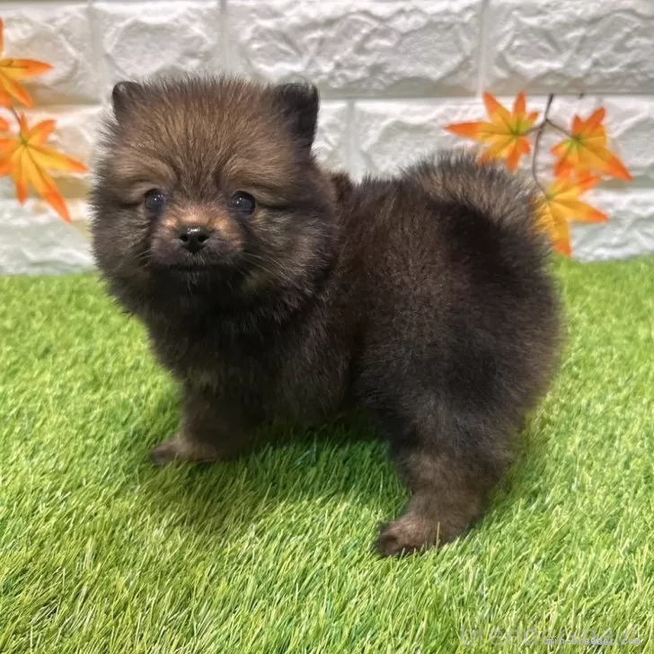 成約済の愛知県のポメラニアン-394743の5枚目