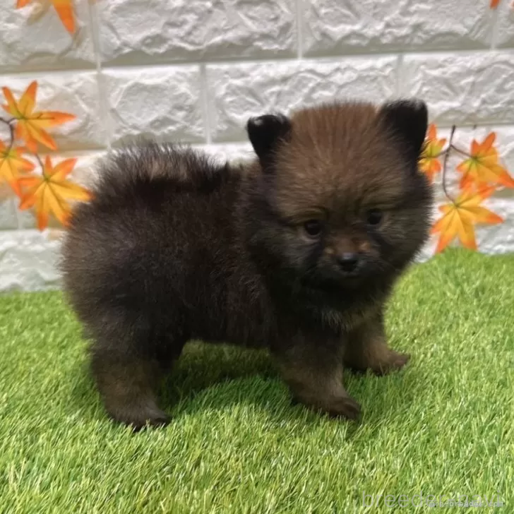 成約済の愛知県のポメラニアン-394743の4枚目