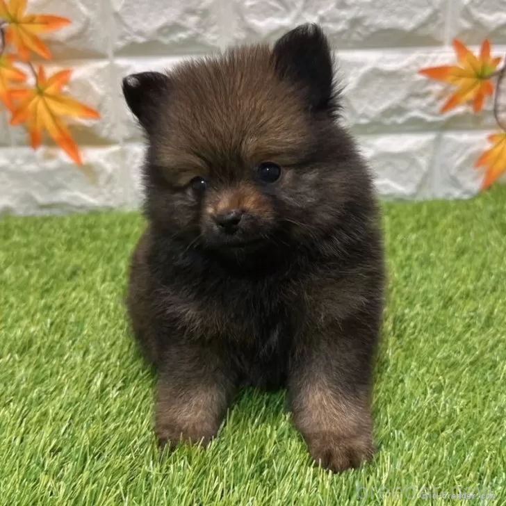 成約済の愛知県のポメラニアン-394743の3枚目