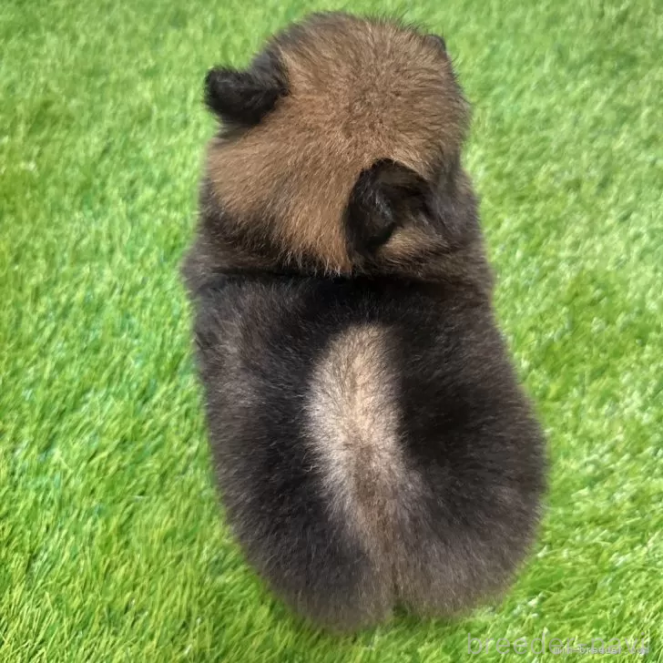 成約済の愛知県のポメラニアン-394743の2枚目