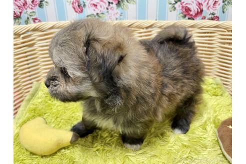 販売中の秋田県のポメマル:ポメラニアン×マルチーズ-396068の13枚目