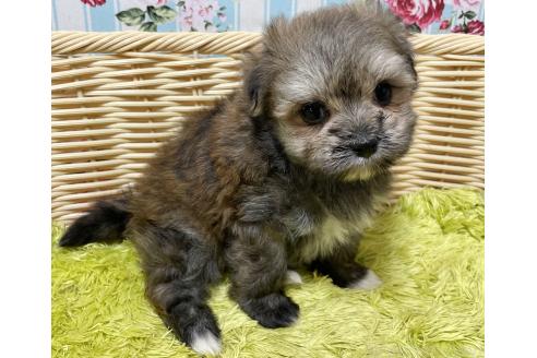 販売中の秋田県のポメマル:ポメラニアン×マルチーズ-396068の12枚目