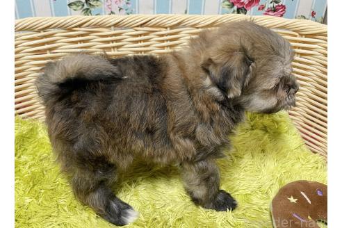 販売中の秋田県のポメマル:ポメラニアン×マルチーズ-396068の11枚目