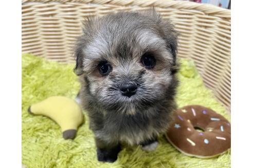 販売中の秋田県のポメマル:ポメラニアン×マルチーズ-396068の1枚目