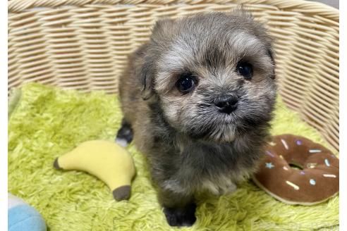 販売中の秋田県のポメマル:ポメラニアン×マルチーズ-396068の10枚目