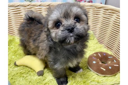 販売中の秋田県のポメマル:ポメラニアン×マルチーズ-396068の9枚目