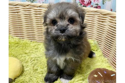 販売中の秋田県のポメマル:ポメラニアン×マルチーズ-396068の8枚目