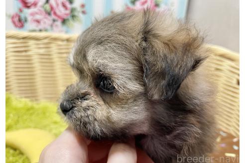 販売中の秋田県のポメマル:ポメラニアン×マルチーズ-396068の7枚目
