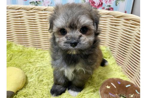 販売中の秋田県のポメマル:ポメラニアン×マルチーズ-396068の5枚目