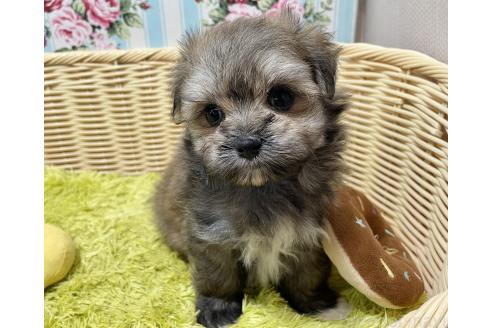 販売中の秋田県のポメマル:ポメラニアン×マルチーズ-396068の4枚目