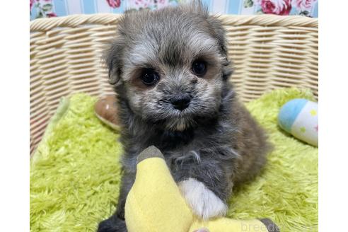 販売中の秋田県のポメマル:ポメラニアン×マルチーズ-396068の3枚目