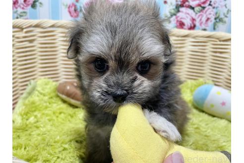 販売中の秋田県のポメマル:ポメラニアン×マルチーズ-396068の2枚目