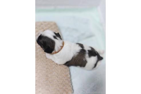 販売中の山形県のマルシーズー:マルチーズ×シーズー-396066の2枚目