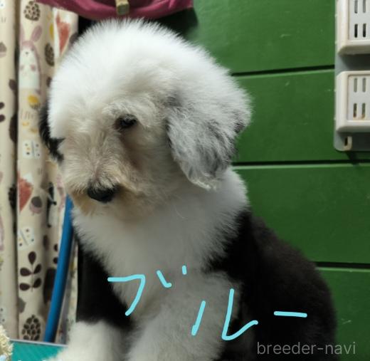 成約済の香川県のオールドイングリッシュシープドッグ-391405の1枚目