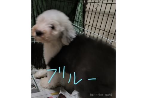 成約済の香川県のオールドイングリッシュシープドッグ-391405の3枚目