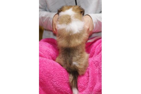 販売中の和歌山県のシェットランドシープドッグ(シェルティ)-396071の2枚目