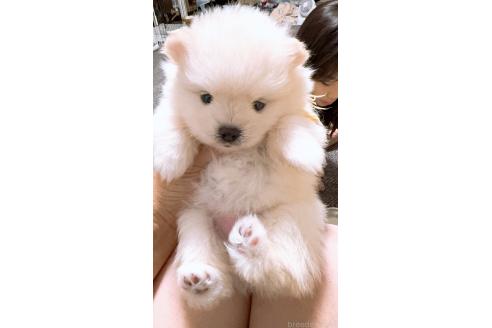 販売中の岡山県のポメラニアン-393019の3枚目