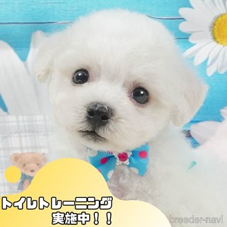 販売中の静岡県のビションフリーゼ-395840の1枚目
