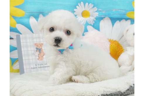 販売中の静岡県のビションフリーゼ-395840の10枚目