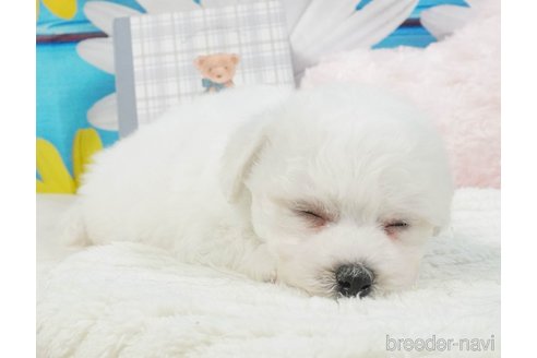 販売中の静岡県のビションフリーゼ-395840の6枚目