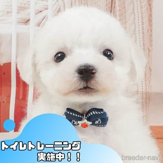 販売中の静岡県のビションフリーゼ-395842の1枚目