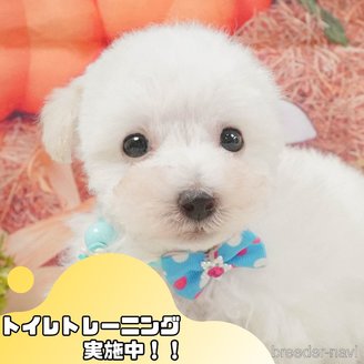 販売中の静岡県のタイニープードル-395844の1枚目