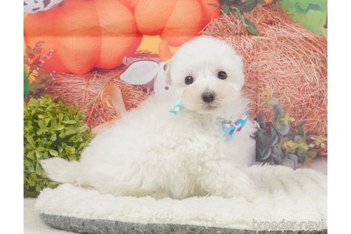 販売中の静岡県のタイニープードル-395844の10枚目