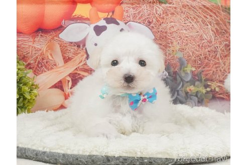 販売中の静岡県のタイニープードル-395844の8枚目