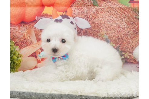 販売中の静岡県のタイニープードル-395844の7枚目