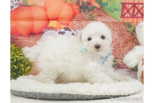 販売中の静岡県のタイニープードル-395844の6枚目