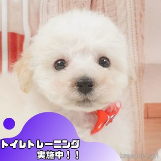 販売中の静岡県のタイニープードル-395851