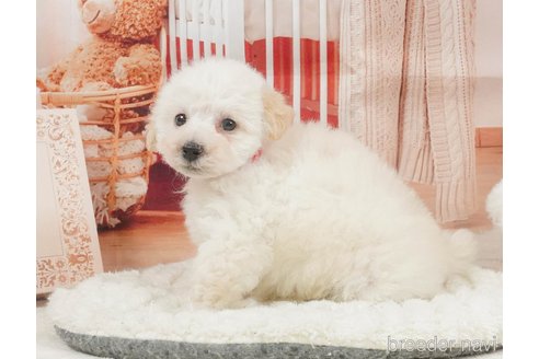 販売中の静岡県のタイニープードル-395851の9枚目