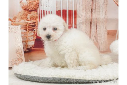 販売中の静岡県のタイニープードル-395851の4枚目