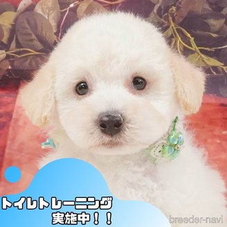 販売中の静岡県のトイプードル-395853の1枚目
