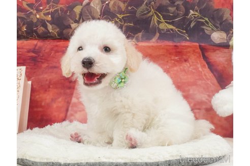 販売中の静岡県のトイプードル-395853の6枚目