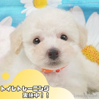 販売中の静岡県のトイプードル-395855