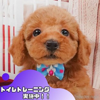 販売中の静岡県のトイプードル-395856