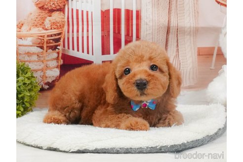 販売中の静岡県のトイプードル-395856の8枚目