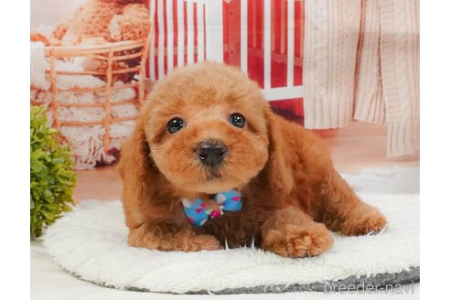 販売中の静岡県のトイプードル-395856の5枚目