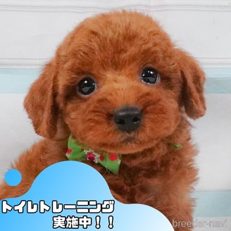 販売中の静岡県のトイプードル-395859