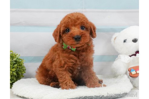販売中の静岡県のトイプードル-395859の11枚目