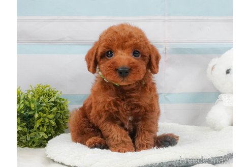 販売中の静岡県のトイプードル-395859の7枚目